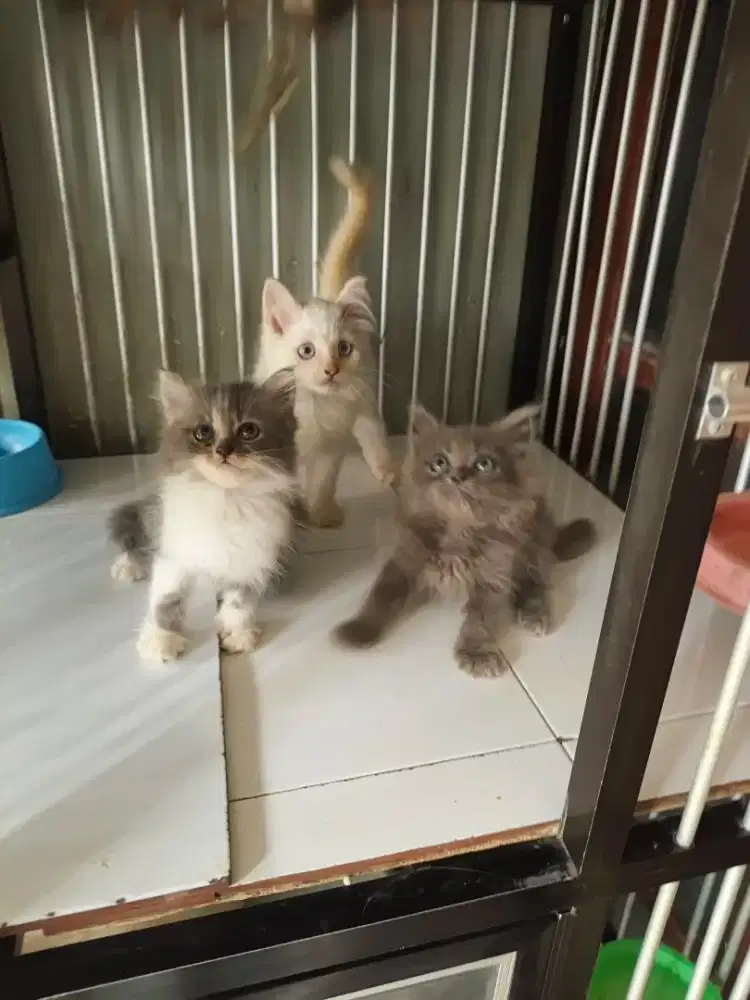 Persia jantan-betina 2,5 bulan