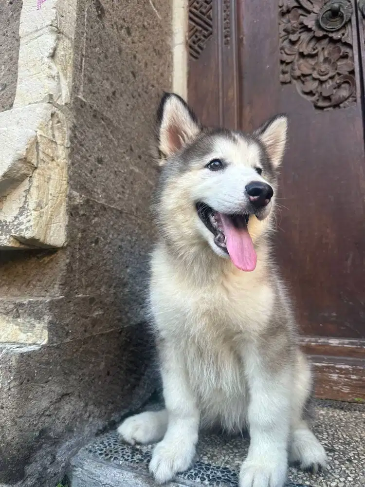 Puppy Siberian Husky