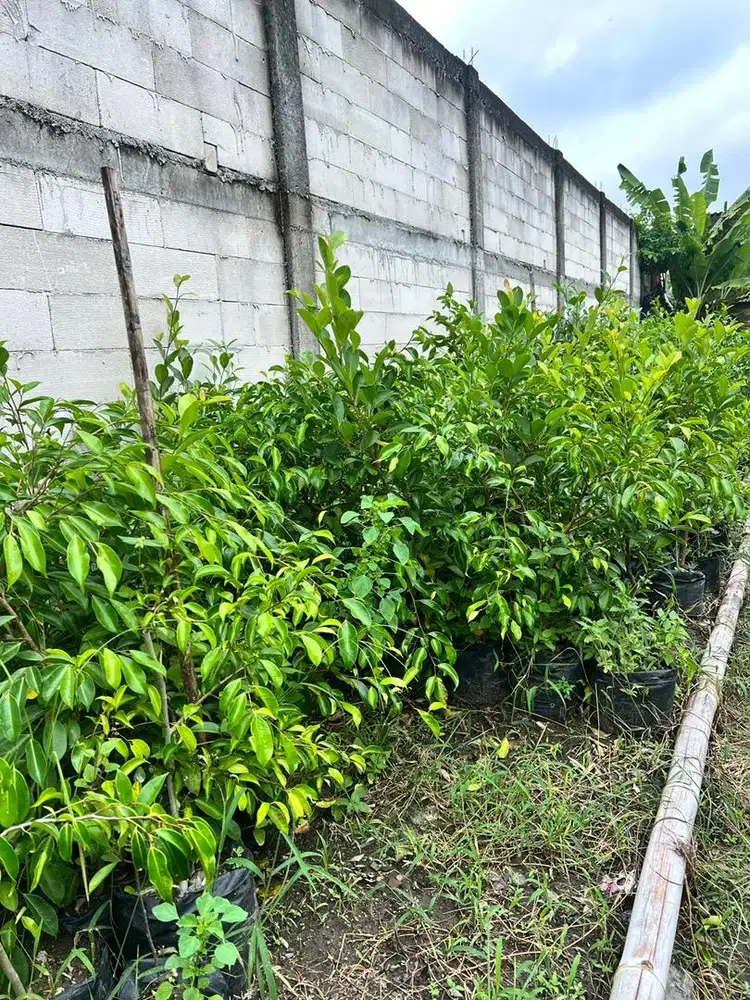 Bibit Beringin (Ficus)