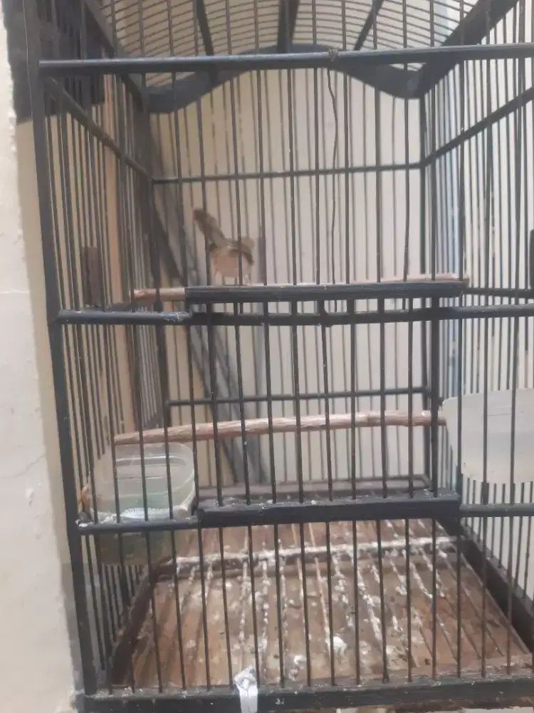 Jual burung prijak bawah dari lolohan burja