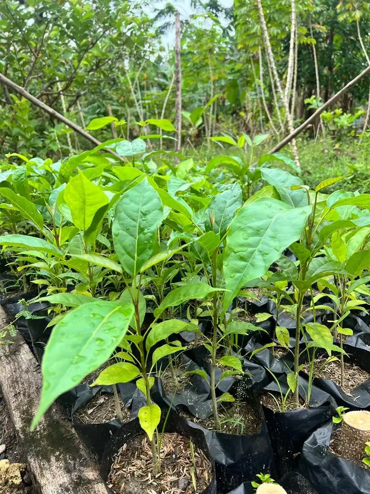 Bibit Tabebuya (Bunga Sakura Lokal)