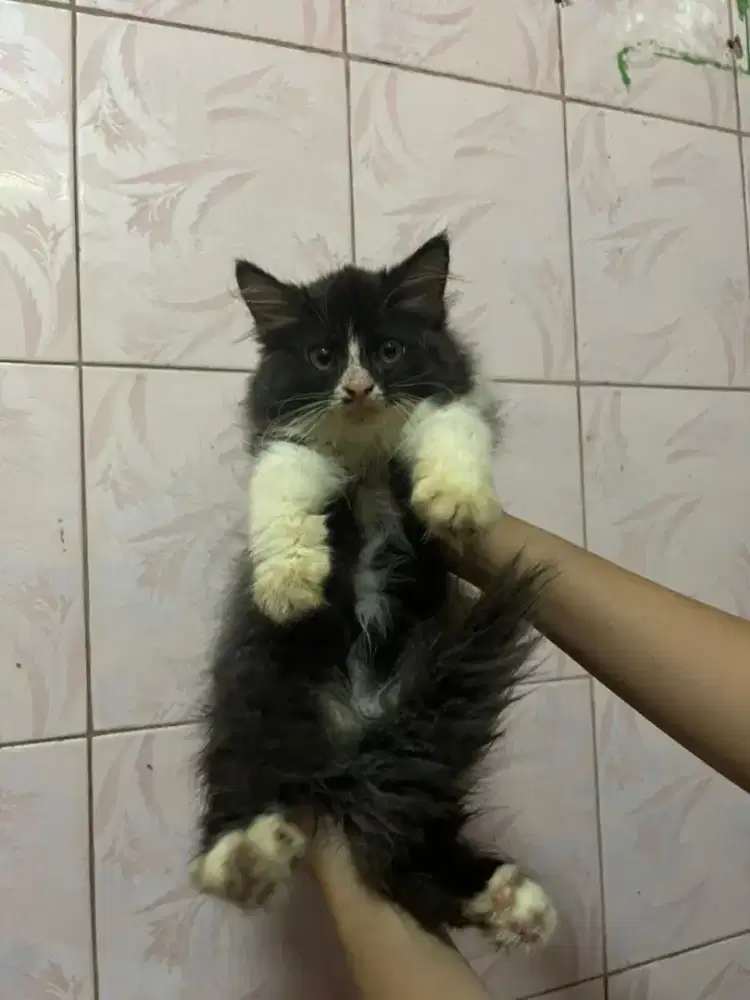 Kitten/Himalaya/Kitten Persia/Flatnose/Peaknose/British