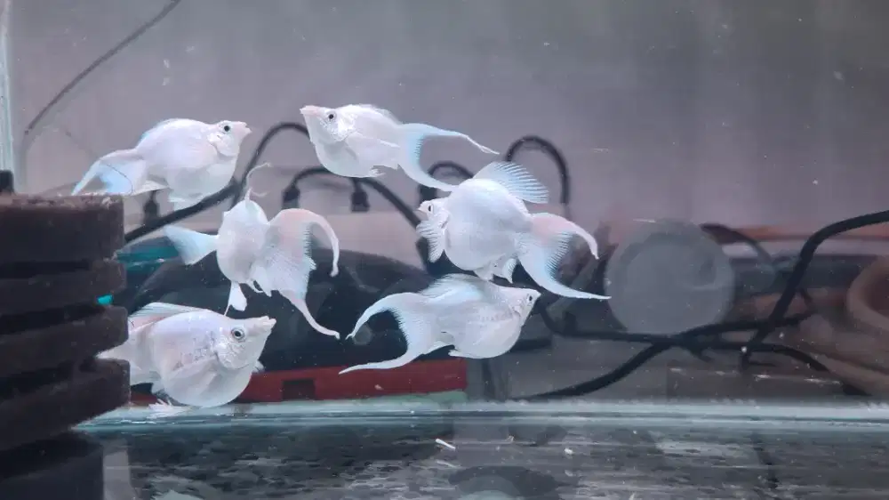 Molly balon platinum cawang