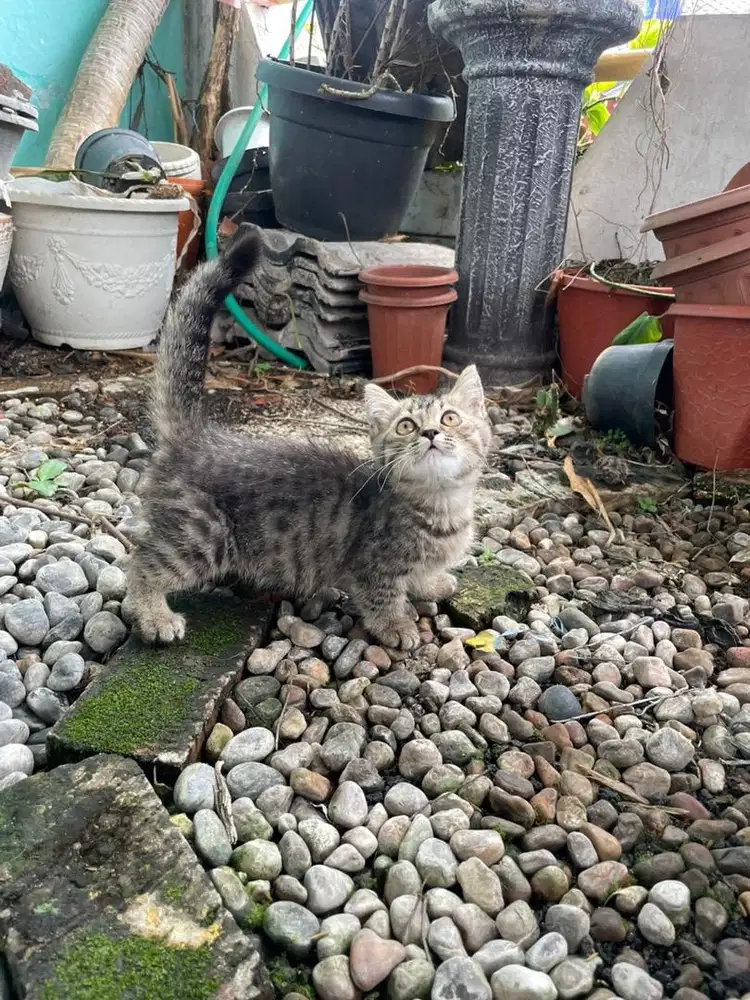 Munchkin bsh betina  usia 3bln