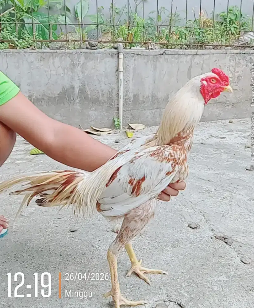 Jual ayam muda jenis Bk