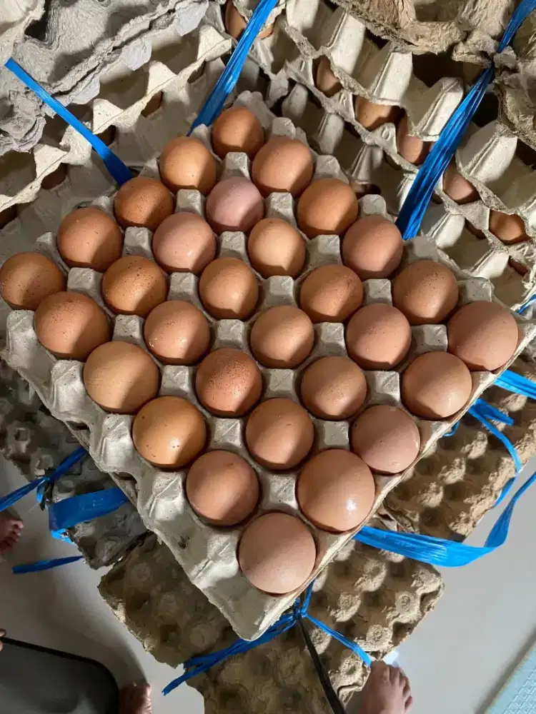 Telur Pecahan untuk Kebutuhan Kue