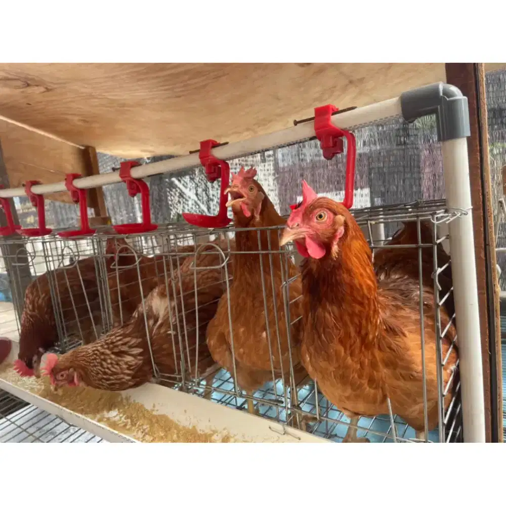 Ayam petelur / ayam telur / ayam petelur siap bertelur