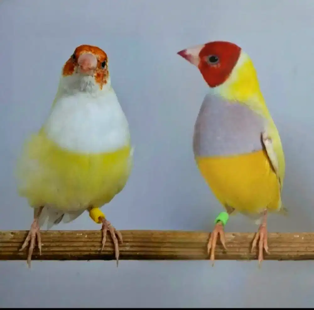 Burung Gould Amadine Kuning