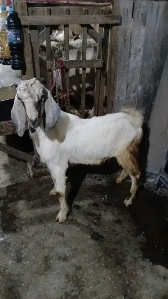 Jual kambing murah lokasi Kenjeran dan Pandaan