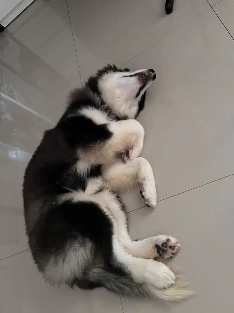 ALASKAN MALAMUTE BETINA 7 BULAN