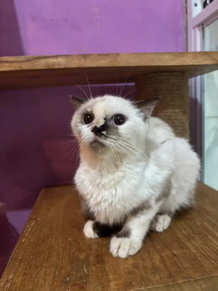 kucing scottish fold