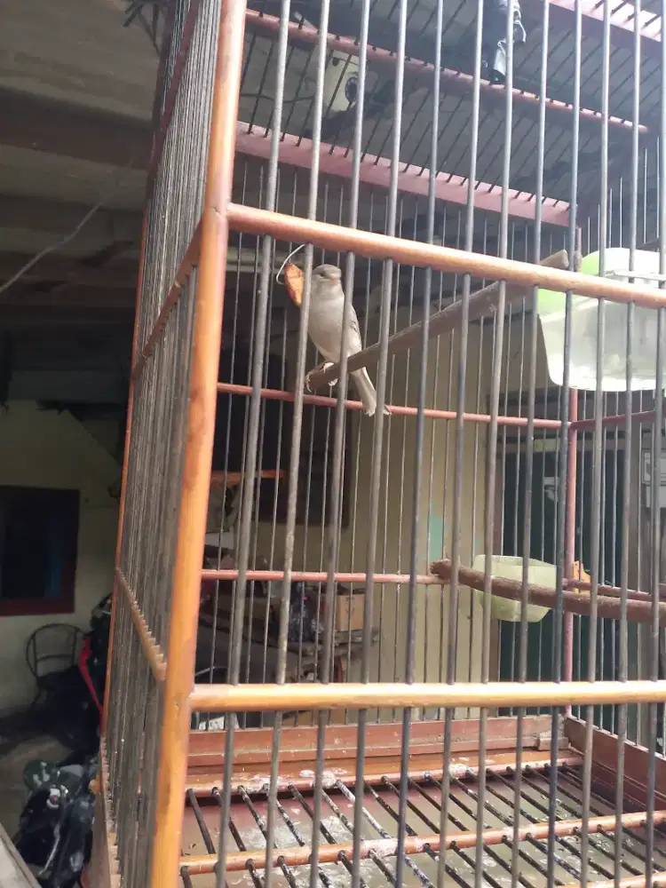 Kenari AF bunyi semaunya