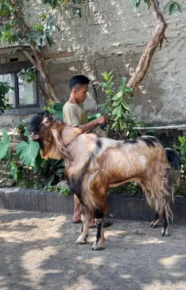 Kambing Kurban Super