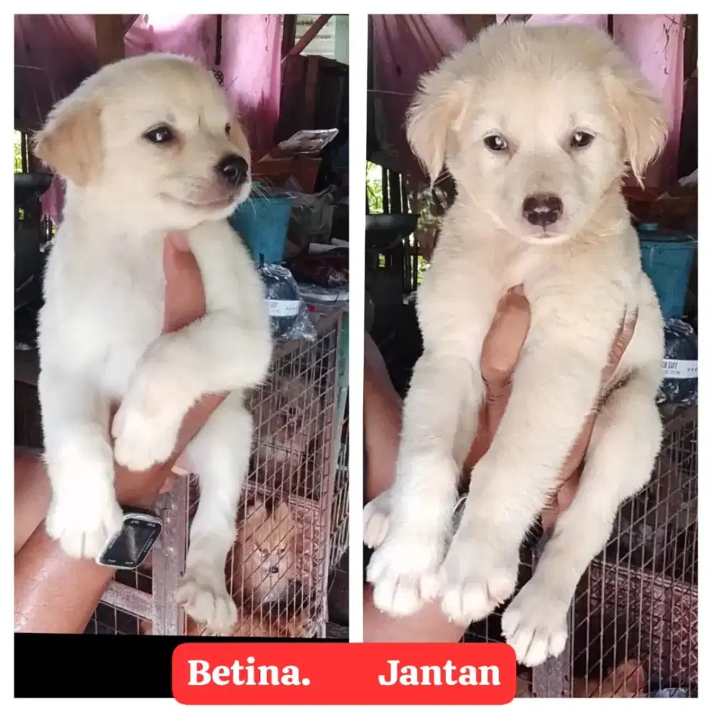 Golden mix husky spasang