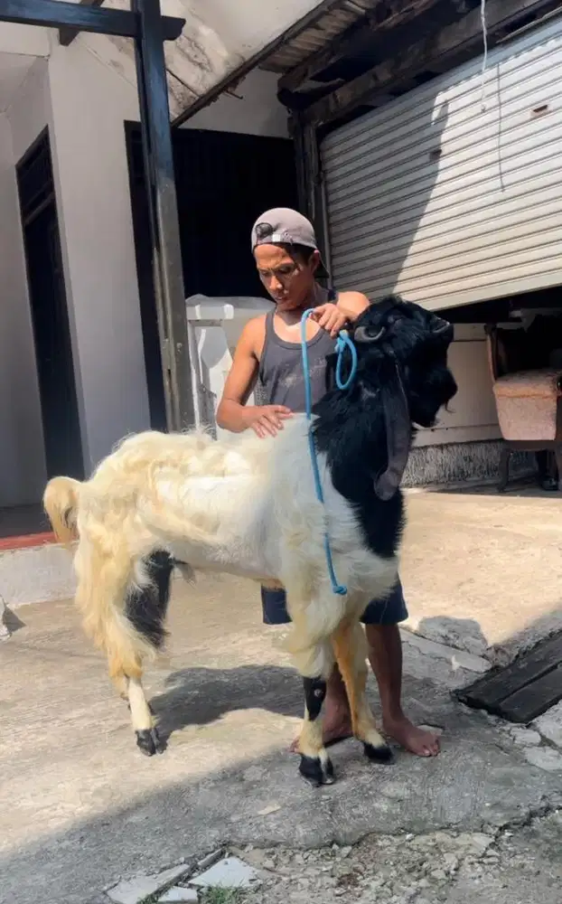 Kambing Kurban Super