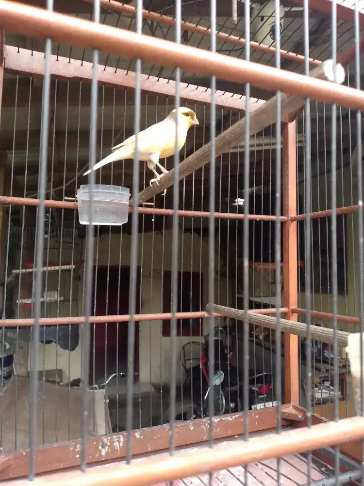 Jual kenari tampang enak di lihat