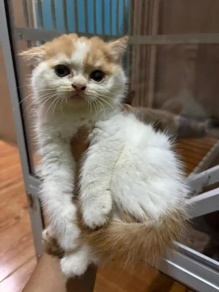 Lepas adopt persia peaknose