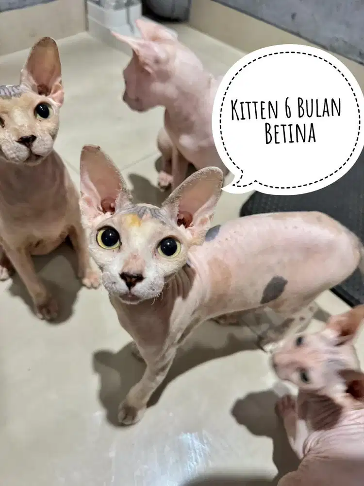 Kucing Sphynx Sphinx Kitten