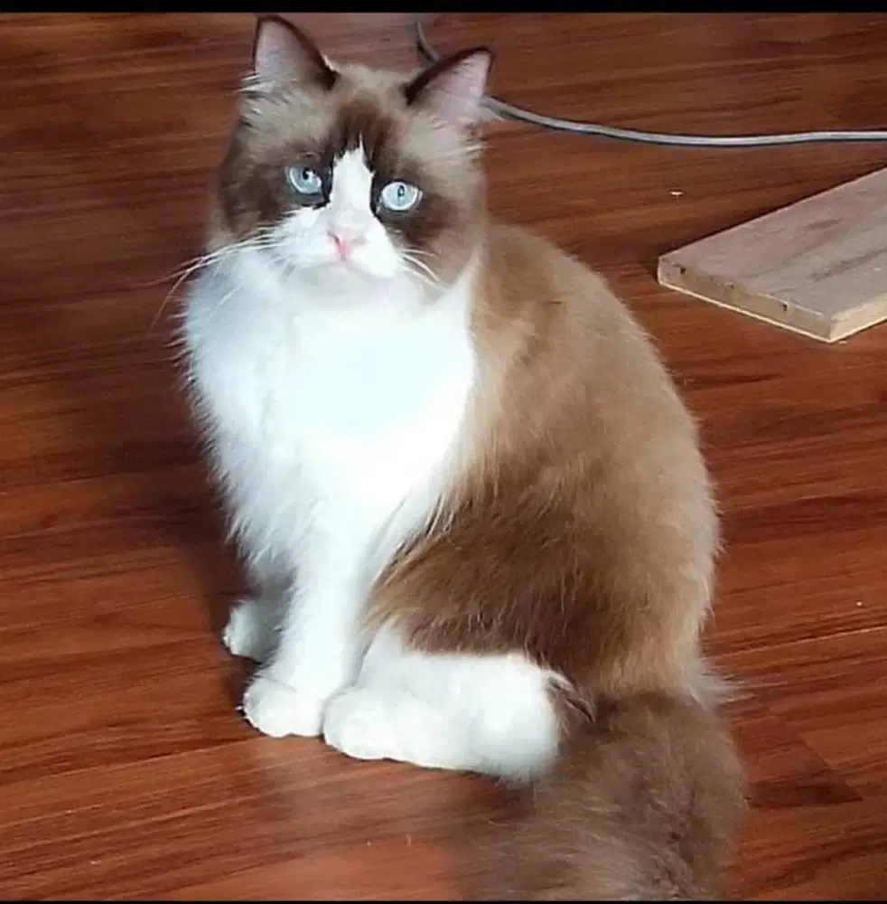 JASA PACAK KUCING RAGDOLL