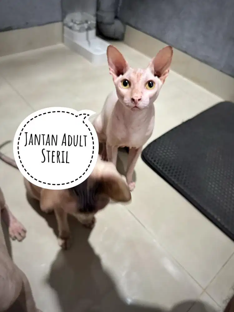 Kucing Sphynx Sphinx Jantan Adult Steril
