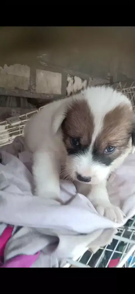 Anak anjing keturunan golden..