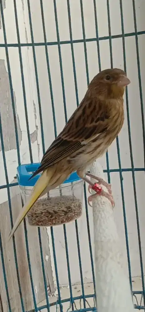 Burung kenari jantan