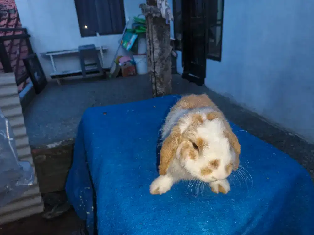 Holland lop dewasa