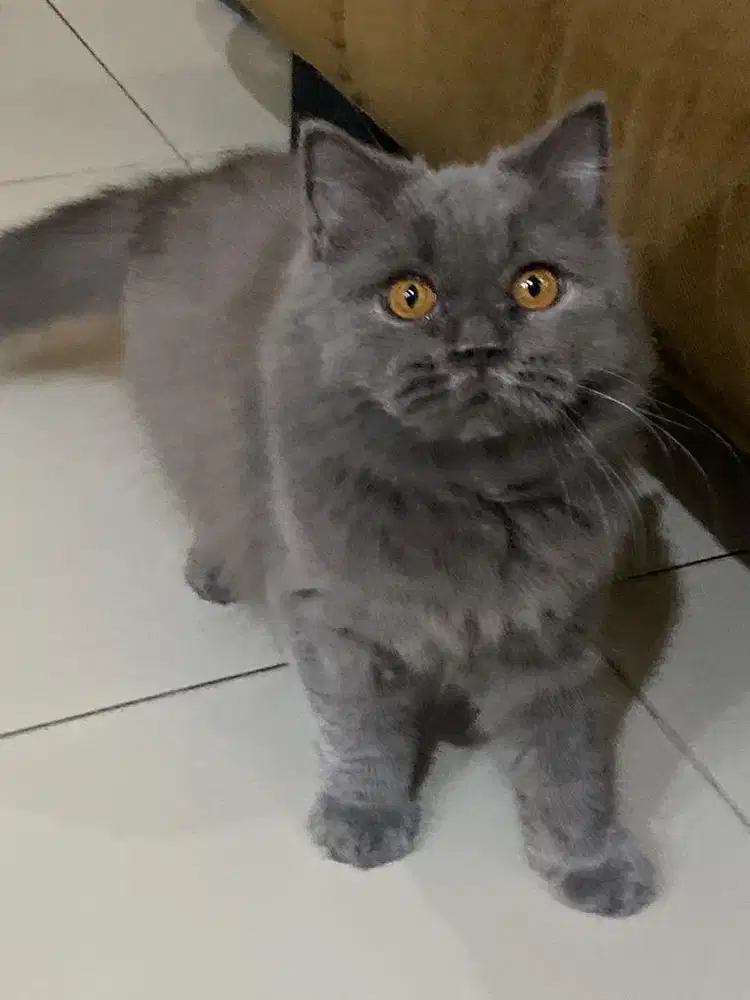 British Long Hair betina 8 bulan