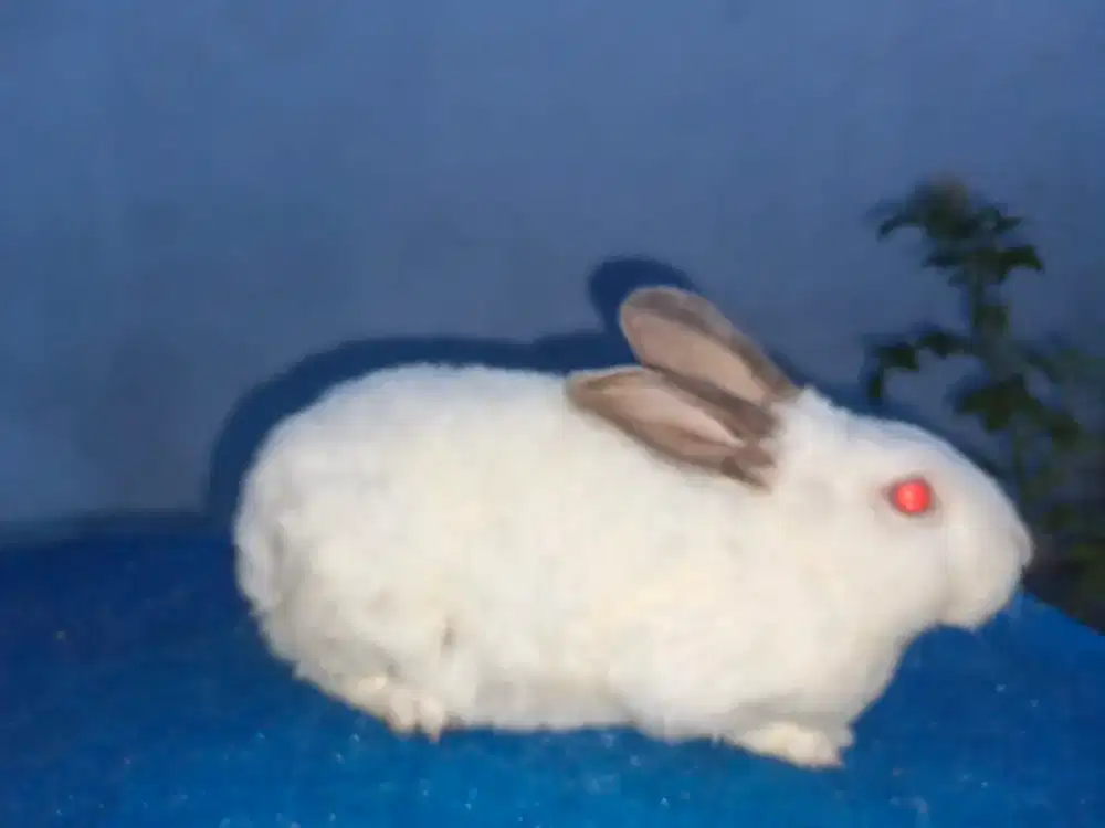 Kelinci Lokal x himi