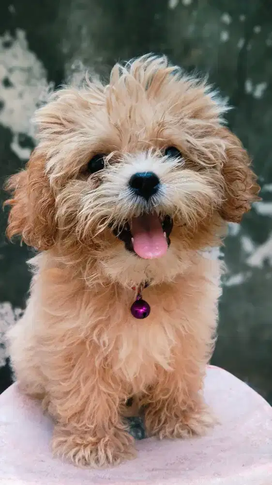 Shipoo Puppies lucu