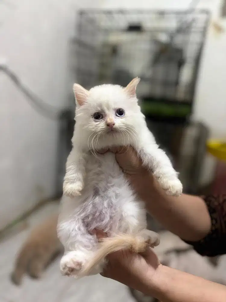 Kucing persia redpoin