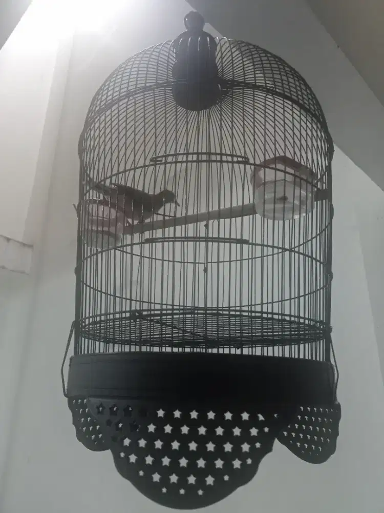 Perkutut crossing dan lokal