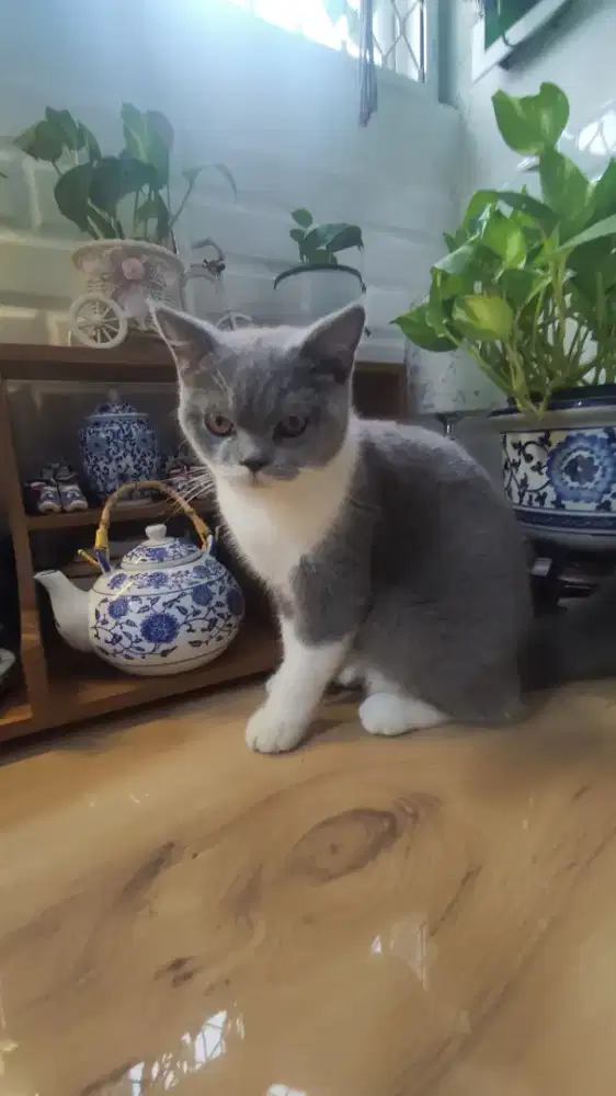 Bsh bico betina 6 bln, line ped