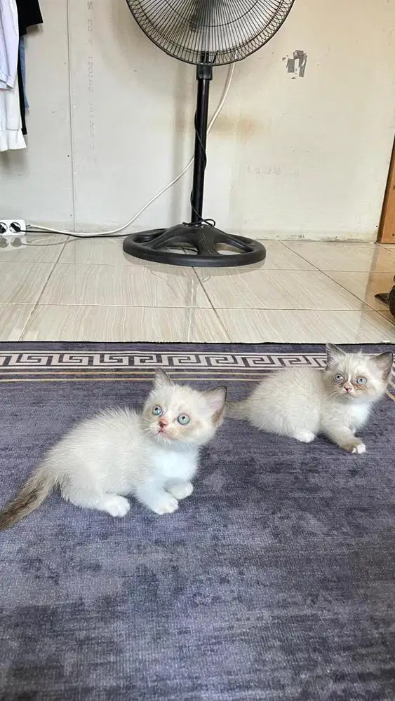 kitten muchkin betina