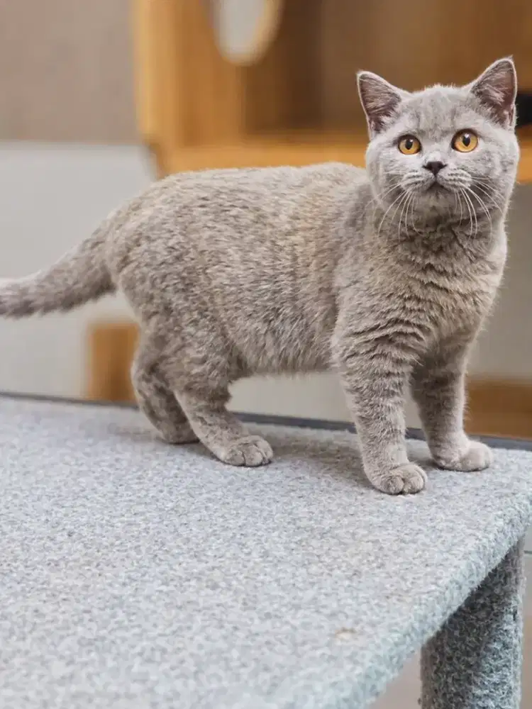 British Shorthair Line Ped