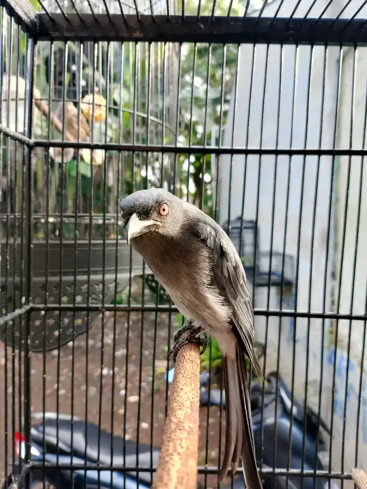 Srigunting Abu Mata Putih