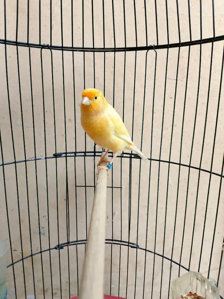 Kenari AF Ring Eks Gantangan