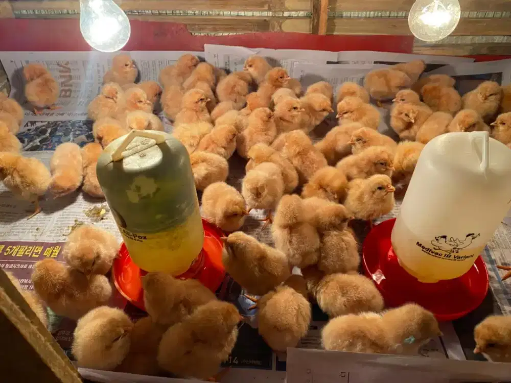 Doc ayam petelur betina