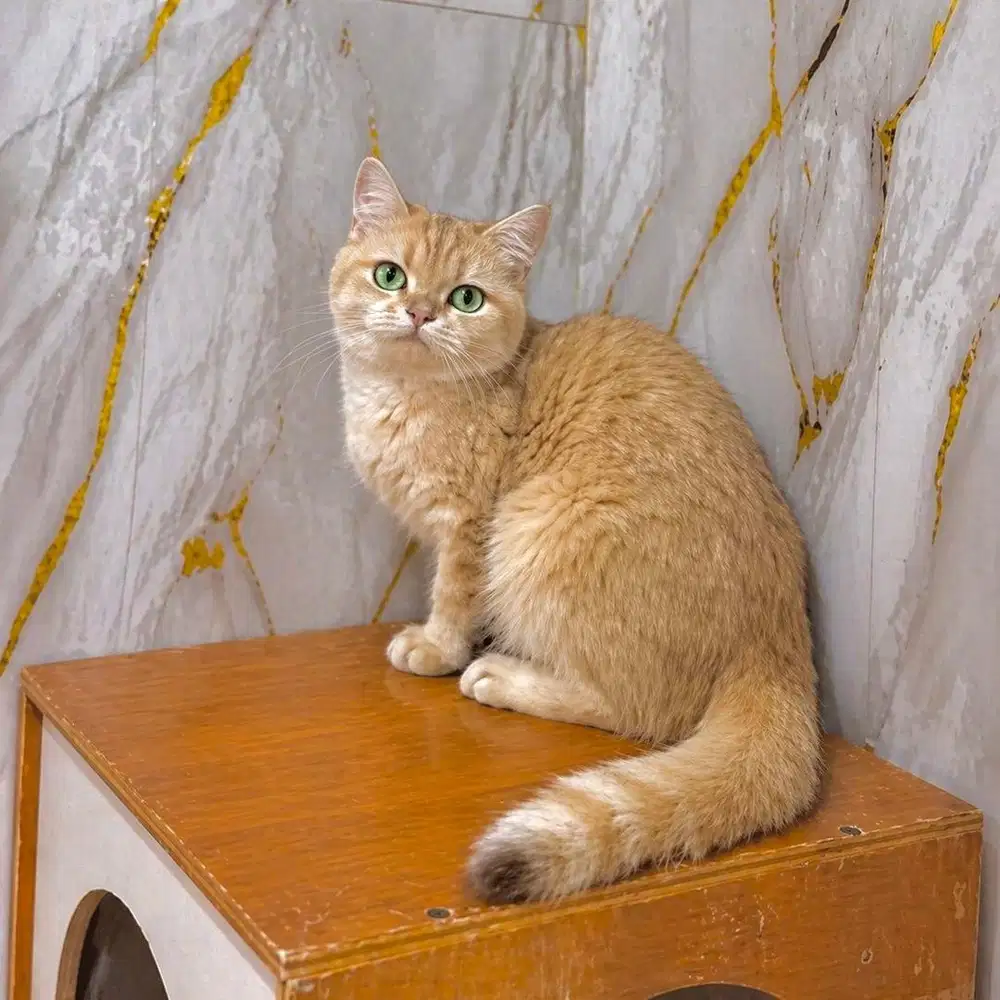 British shorthair golden