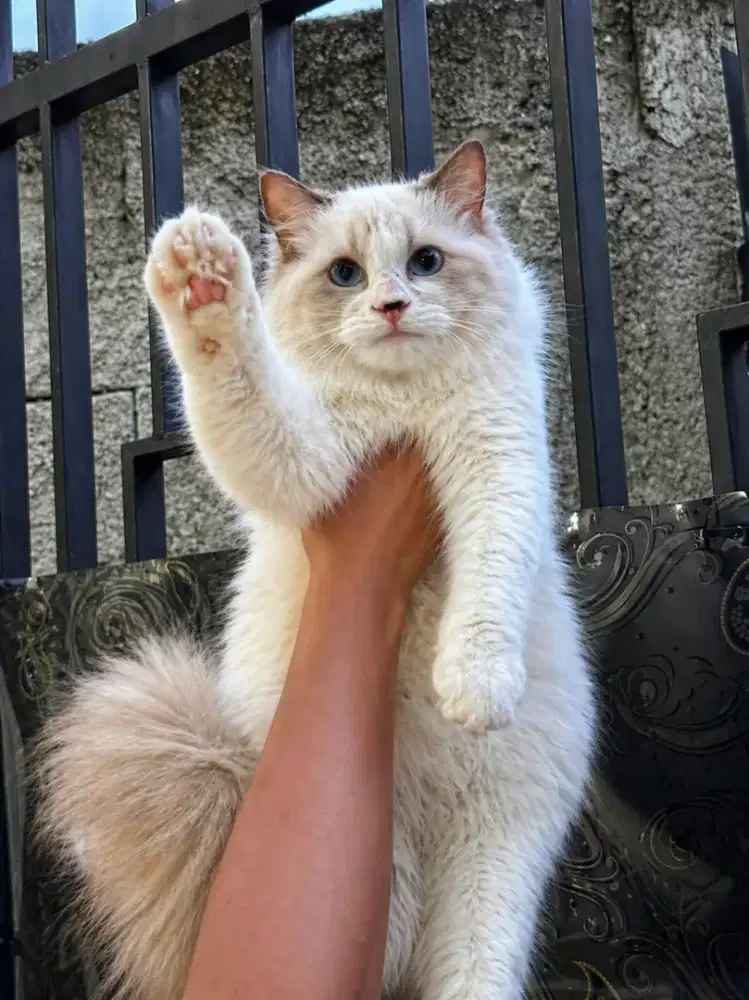 Ragdoll betina 4 bulan