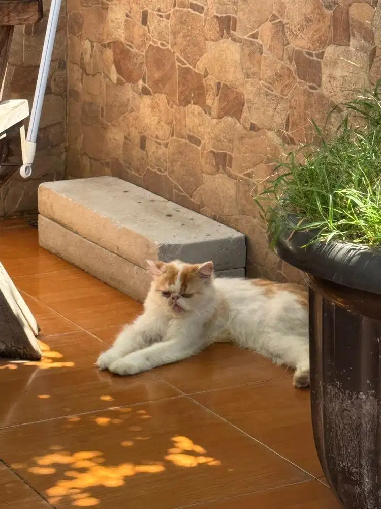 Lepas adop kucing jantan