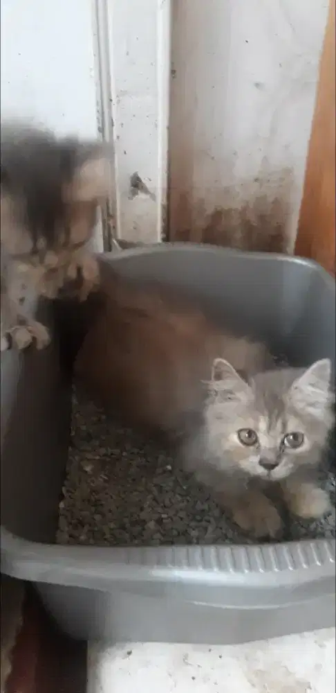 Kucing persia borongan