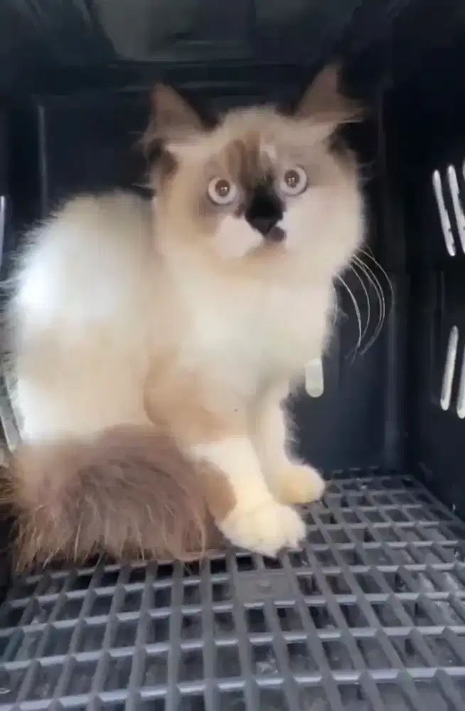 Kucing himalaya cemong /kitten ragdol jantan /kucing ragdol himalaya