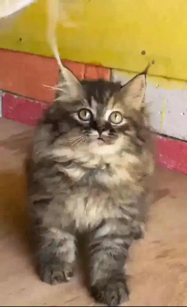 Anak kucing anggora/kitten persia jantan/kucing rpersia betina