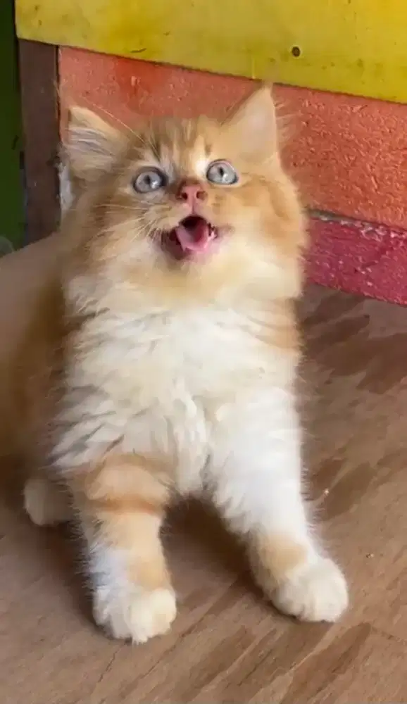 Anak kucing persia /kitten persia flatnose /kucing persia  jantan