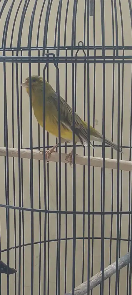 Jual aja burung kenari+kandang