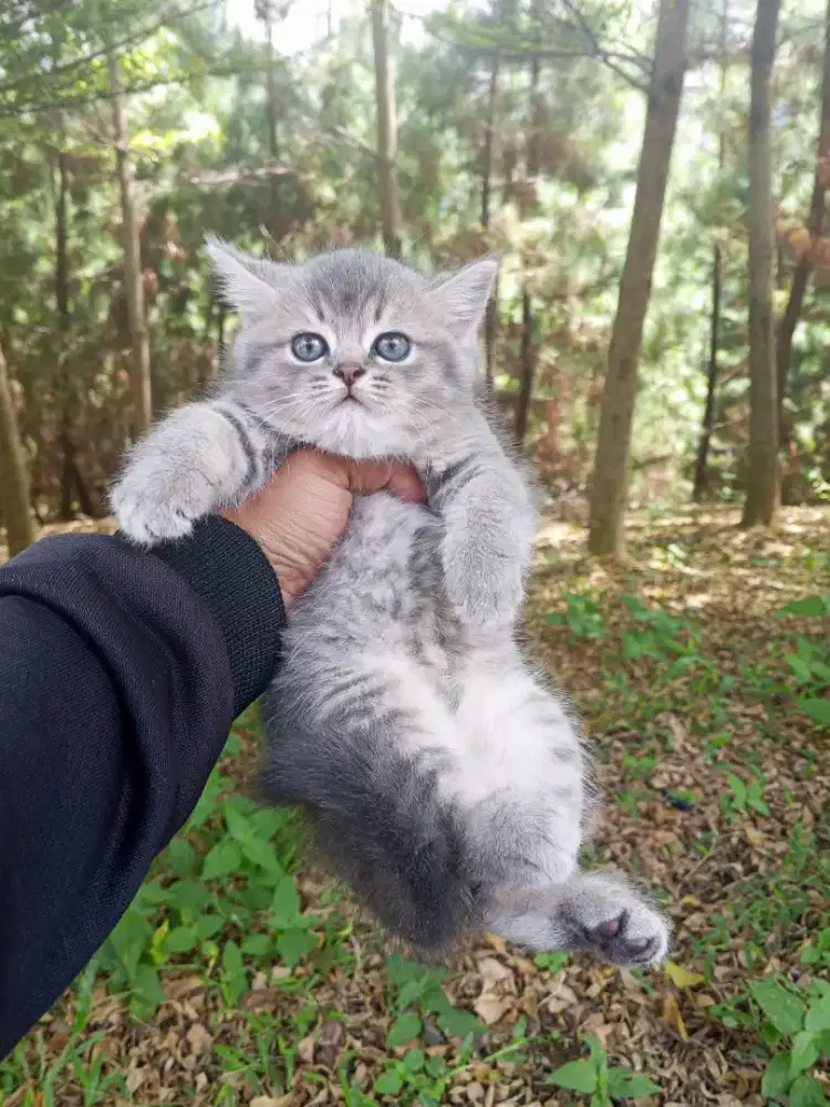 Kucing British shorthair