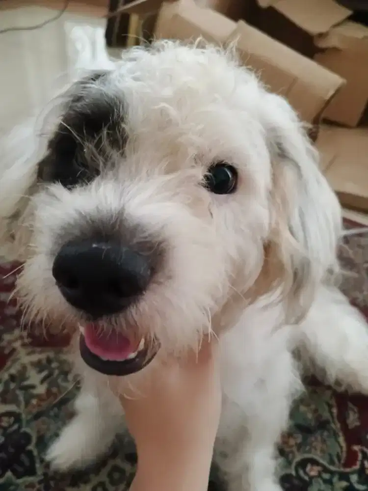 FREE ADOPT Shihtzu Mix Jantan 3 Tahun – Siap Diambil!