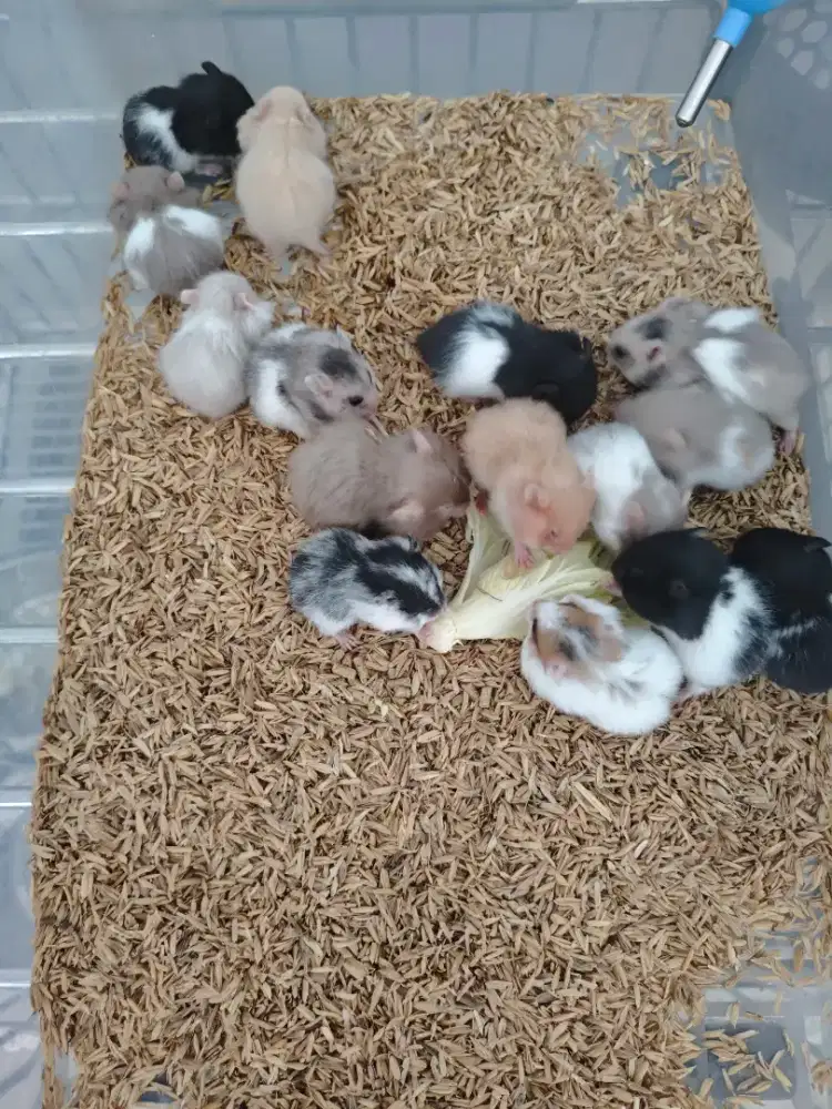 Hamster syirian 1,5 bulan jinak aman