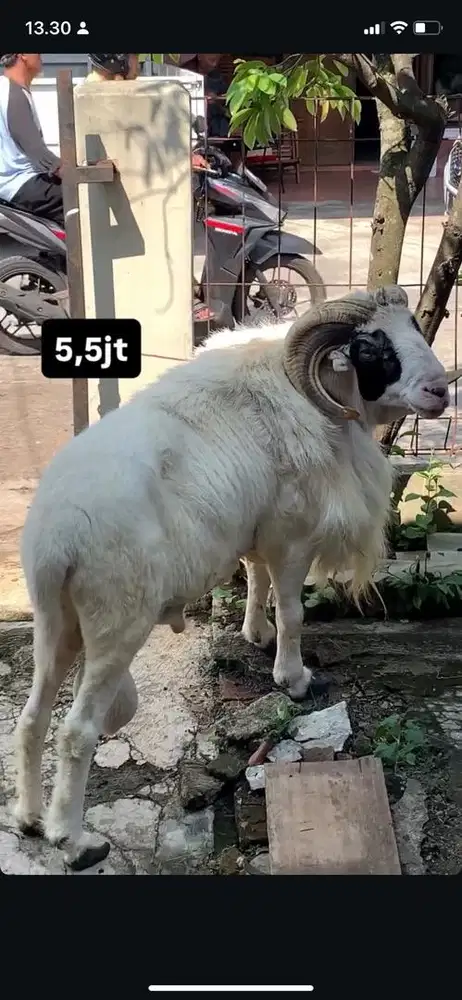 domba garut ukuran 60kg